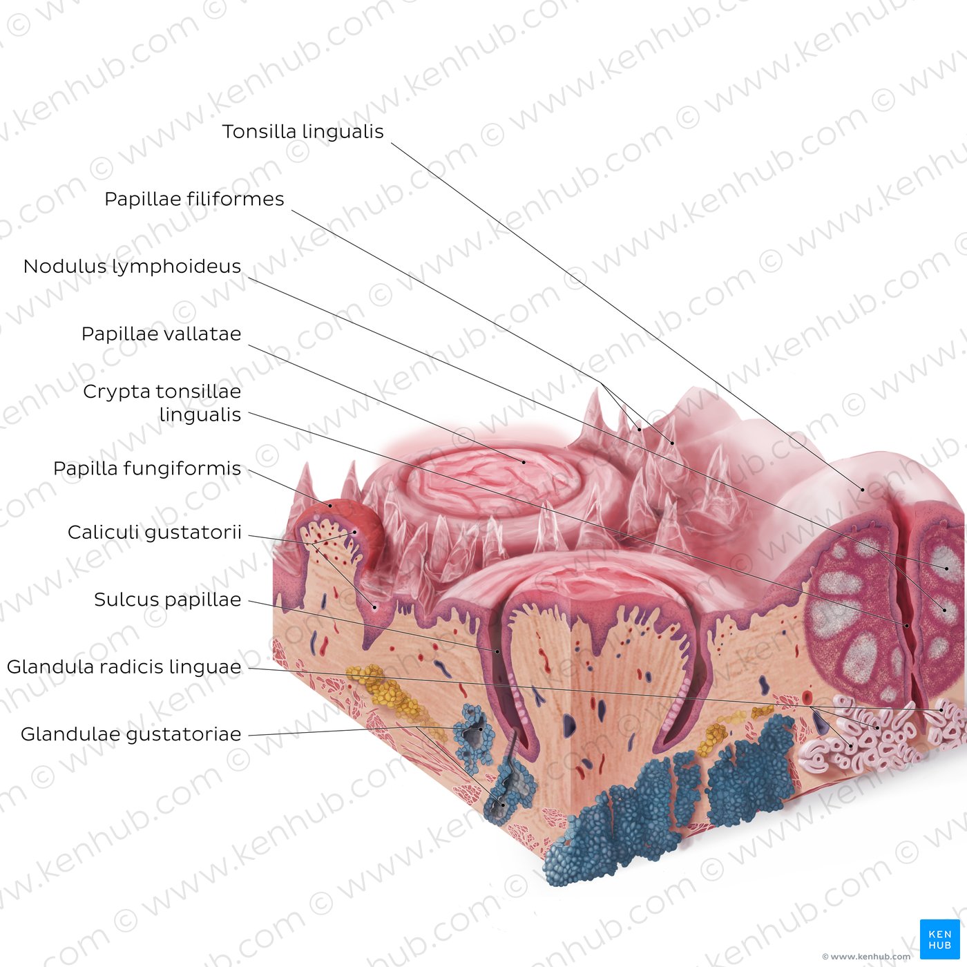 Papillae linguales: medial section