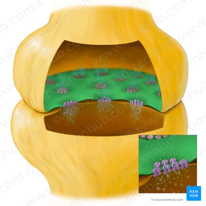 Membrane présynaptique (Membrana presynaptica); Image : Tal Bavli Ziv