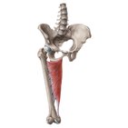 Musculus adductor magnus