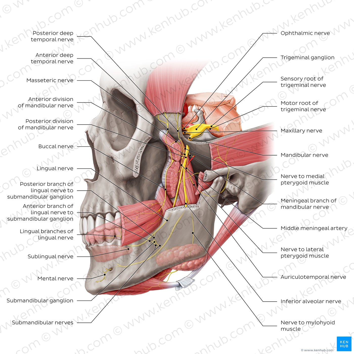 Origin and course of the mandibular nerve