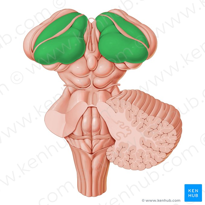 Thalamus; Image: Paul Kim