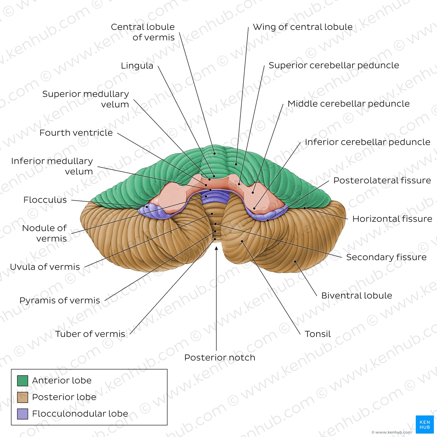 Anatomy of the cerebellum - Anterior view