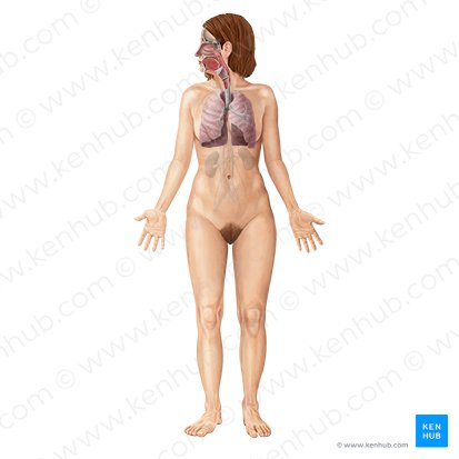 Sistema respiratório (Respiratory system); Imagem: Begoña Rodriguez