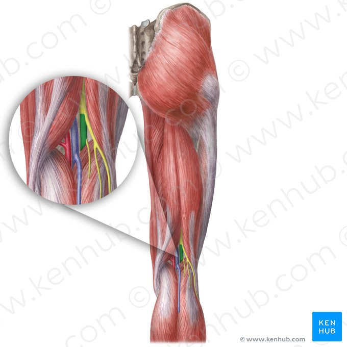 Tibial nerve (Nervus tibialis); Image: Liene Znotina