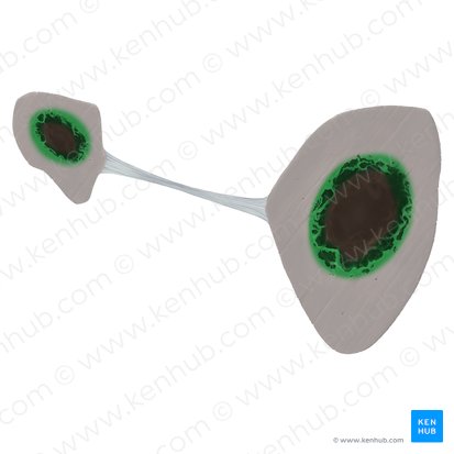Spongy bone (Textus osseous spongiosus); Image: Tal Bavli Ziv
