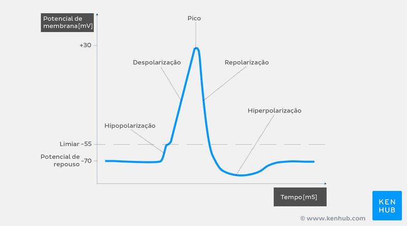 Curva e fases do potencial de ação