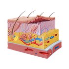 Integumentary system