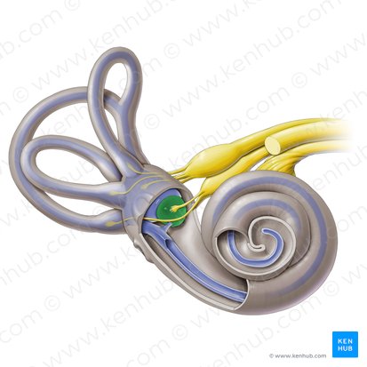 Saccule of vestibular labyrinth (Sacculus labyrinthi vestibularis); Image: Paul Kim