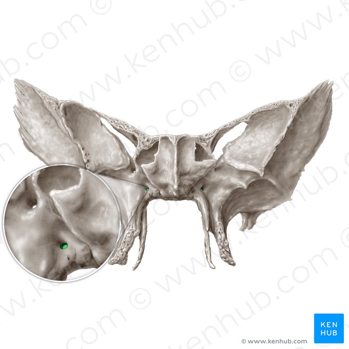 Canal pterigóideo (Canalis pterygoideus); Imagem: Samantha Zimmerman