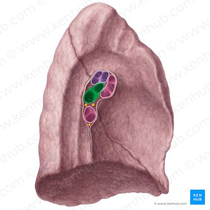 Brônquios lobares (Bronchi lobares); Imagem: Yousun Koh