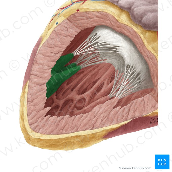 Músculo papilar anterior do ventrículo esquerdo (Musculus papillaris superior ventriculi sinistri); Imagem: Yousun Koh