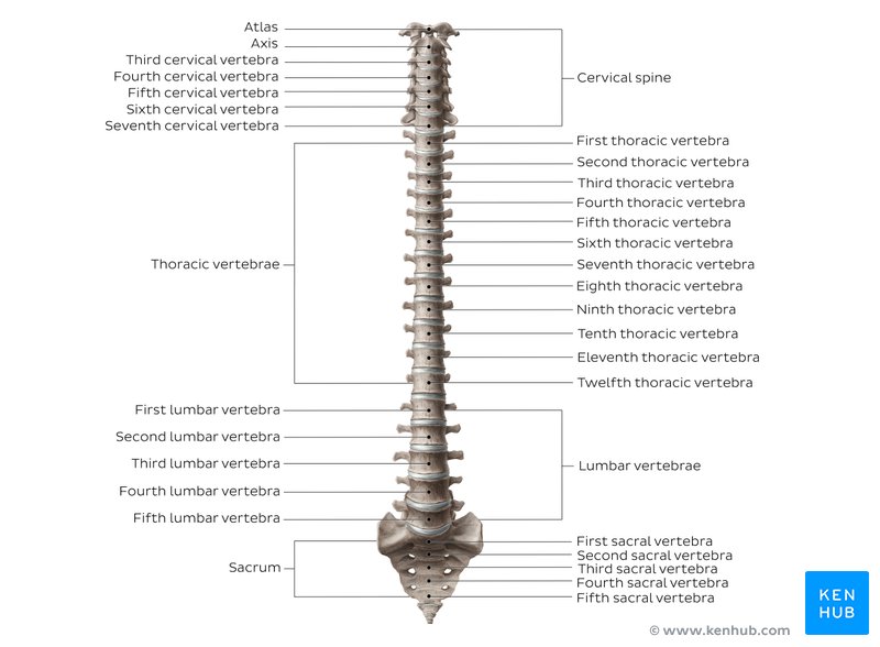 Labeled overview of the vertebral column.