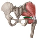 Superior gemellus muscle