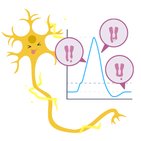 Action potential
