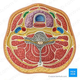 Sternothyroid muscle (Musculus sternothyroideus); Image: Irina Münstermann