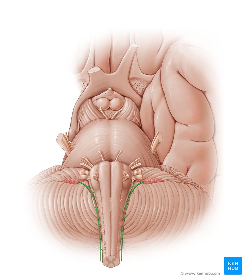 Accessory nerve - ventral view