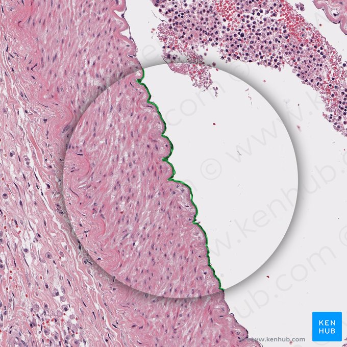 Endothelium arteriae (Endothel der Arterie); Bild: 