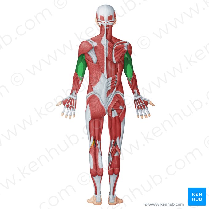 Compartimento braquial posterior (Musculi posteriores brachii); Imagen: Irina Münstermann