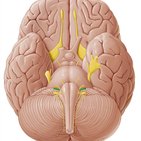 Nervio vestibulococlear (VIII par craneal) 