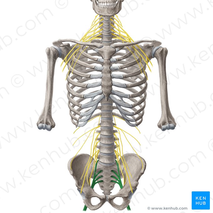 Plexus sacré (Plexus sacralis); Image : Yousun Koh