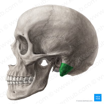 Mastoid process of temporal bone (Processus mastoideus ossis temporalis); Image: Yousun Koh