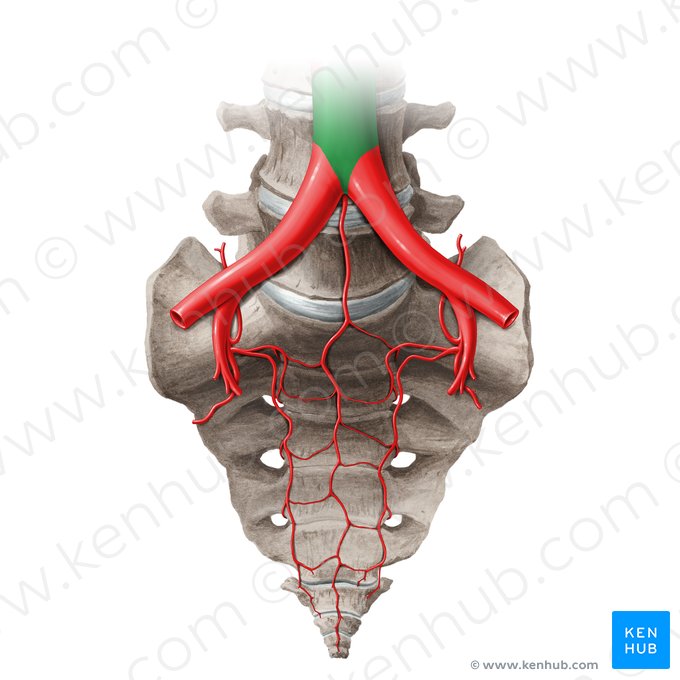 Abdominal aorta (Aorta abdominalis); Image: Paul Kim