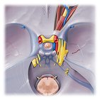 Cavernous sinus