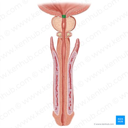 Preprostatic part of urethra (Pars intramuralis urethrae masculinae); Image: Samantha Zimmerman