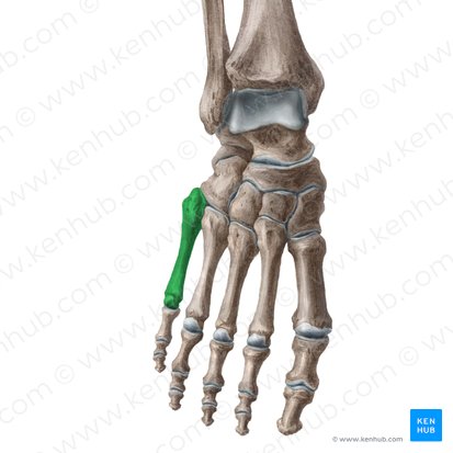 Os 5 metatarsi (5. Mittelfußknochen); Bild: Liene Znotina