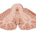Cerebellar nuclei and tracts