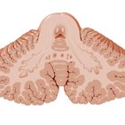 Cerebellar nuclei and tracts