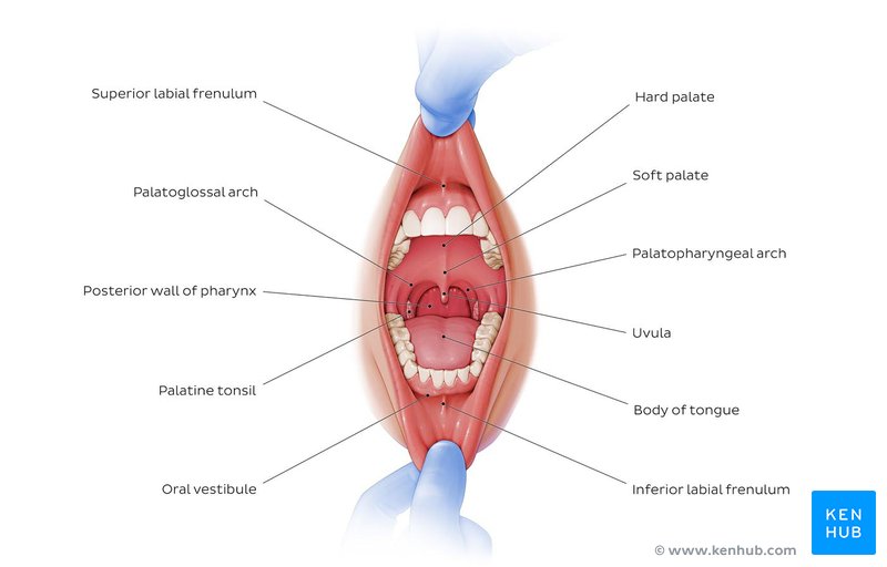 Oral cavity - anterior view