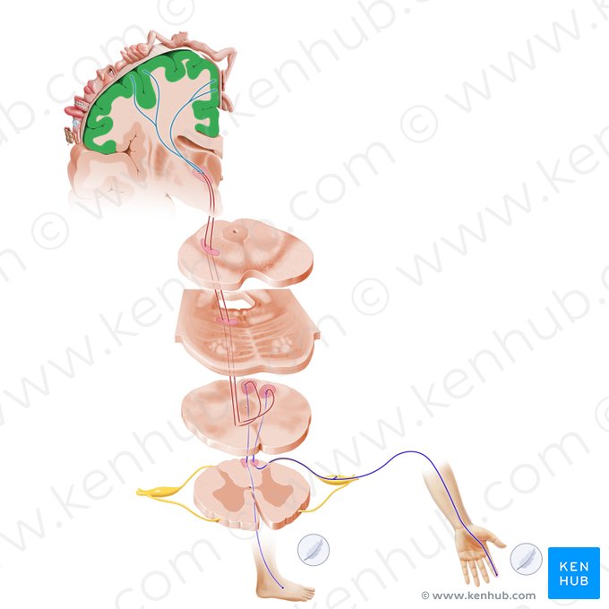 Giro pós-central (Gyrus postcentralis); Imagem: Paul Kim