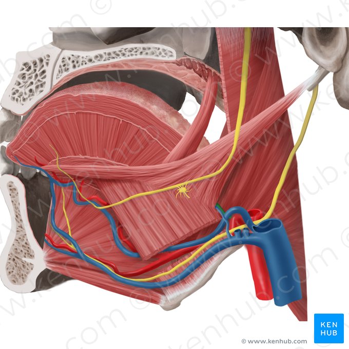 Artérla dorsal da língua (Arteria dorsalis linguae); Imagem: Begoña Rodriguez