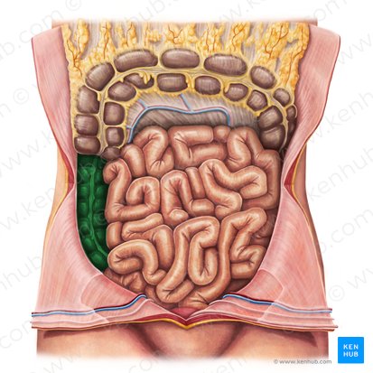 Ascending colon (Colon ascendens); Image: Irina Münstermann