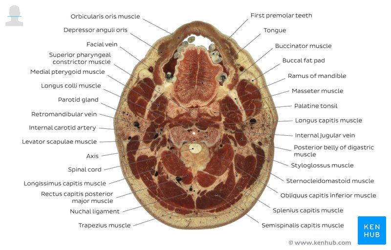 Head and neck cross section through C2: Axial view