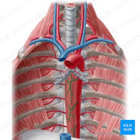 Esophageal branches of aorta (Rami oesophageales aortae); Image: Yousun Koh