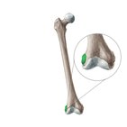 Lateral epicondyle of femur 