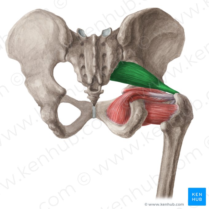 Muscle piriforme (Musculus piriformis); Image : Liene Znotina