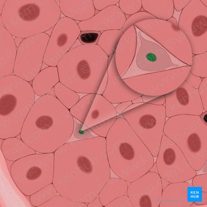 Núcleo de fibroblasto (Nucleus fibroblasti); Imagem: Tal Bavli Ziv