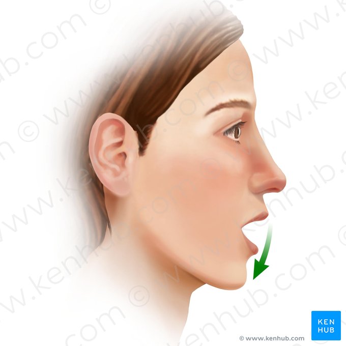 Depressão da mandíbula (Depressio mandibulae); Imagem: Paul Kim