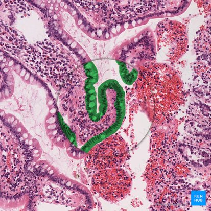 Epitelio cilíndrico simple (Epithelium simplex columnare); Imagen: 