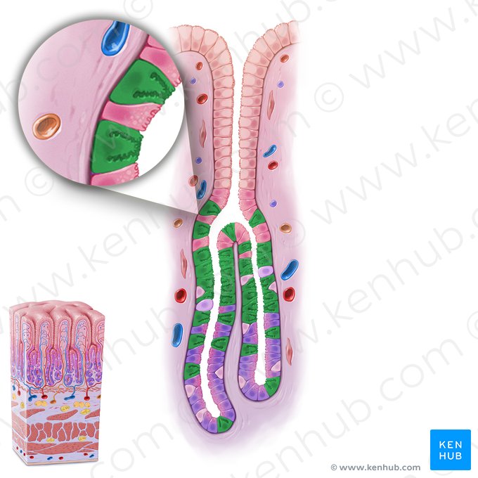 Célula parietal (Exocrinocytus parietalis); Imagem: Paul Kim