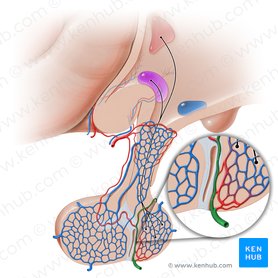 Blood supply to the brain: Anatomy of cerebral arteries | Kenhub