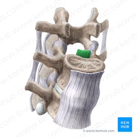 Ligamento longitudinal posterior (Ligamentum longitudinale posterius); Imagen: Liene Znotina