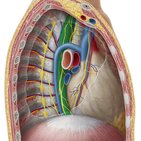 Neurovascular supply and lymphatic drainage of the esophagus
