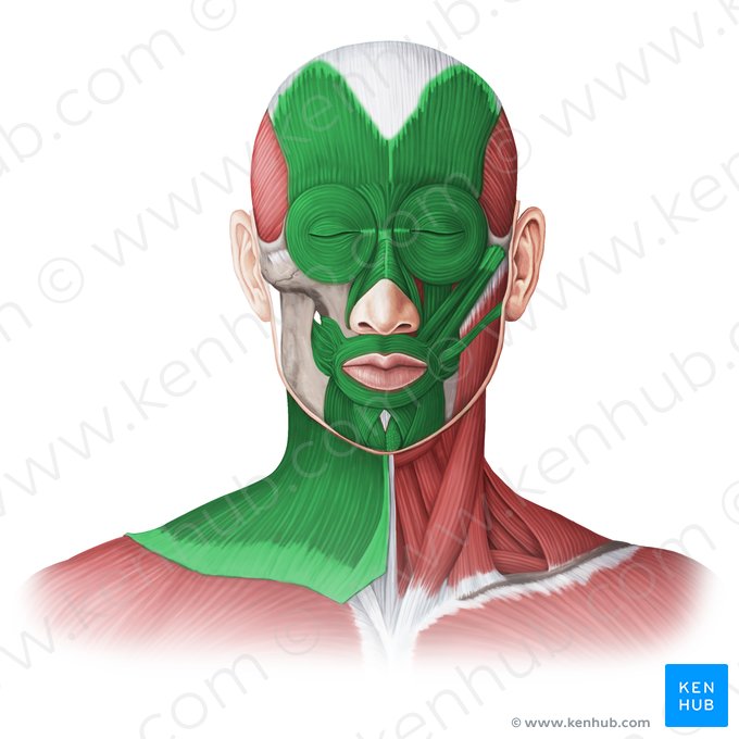 Músculos faciais (Musculi faciales); Imagem: Irina Münstermann