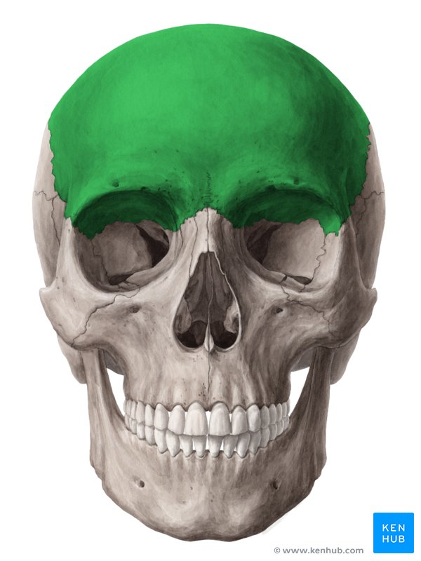 Frontal bone Anatomy borders and development Kenhub