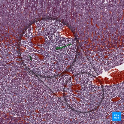 Capilares sinusoidales medulares fenestrados; Imagen: 