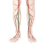 Anterior tibial artery